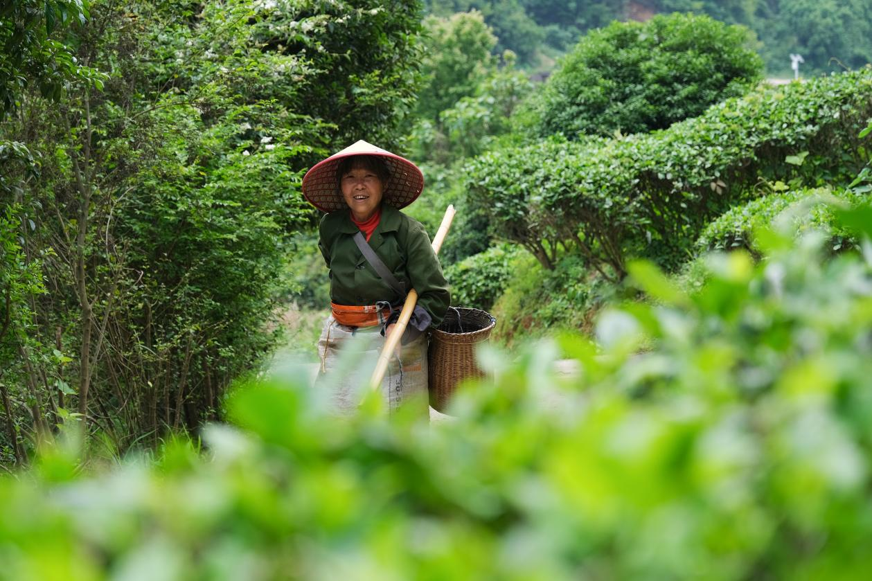 2024年4月24日，湖南省衡陽市耒陽市龍?zhí)伶?zhèn)江頭貢茶葉種植專業(yè)合作社，村民在茶山采摘茶葉，實現(xiàn)了家門口就業(yè)。