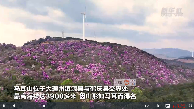 文化中國行｜絕美！大理馬耳山“五一”變花山