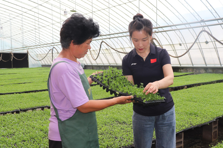 技術(shù)指導(dǎo)“強(qiáng)”服務(wù)  大棚蔬菜育苗“忙”