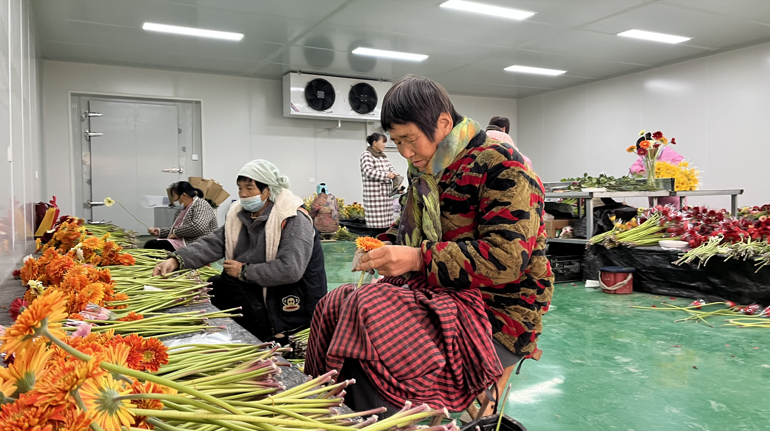 非洲菊綻開“致富花”