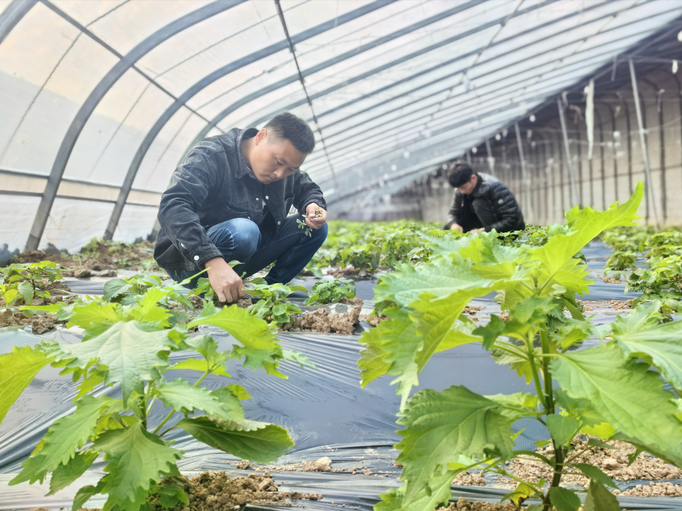特色種植拓寬農(nóng)民增收路