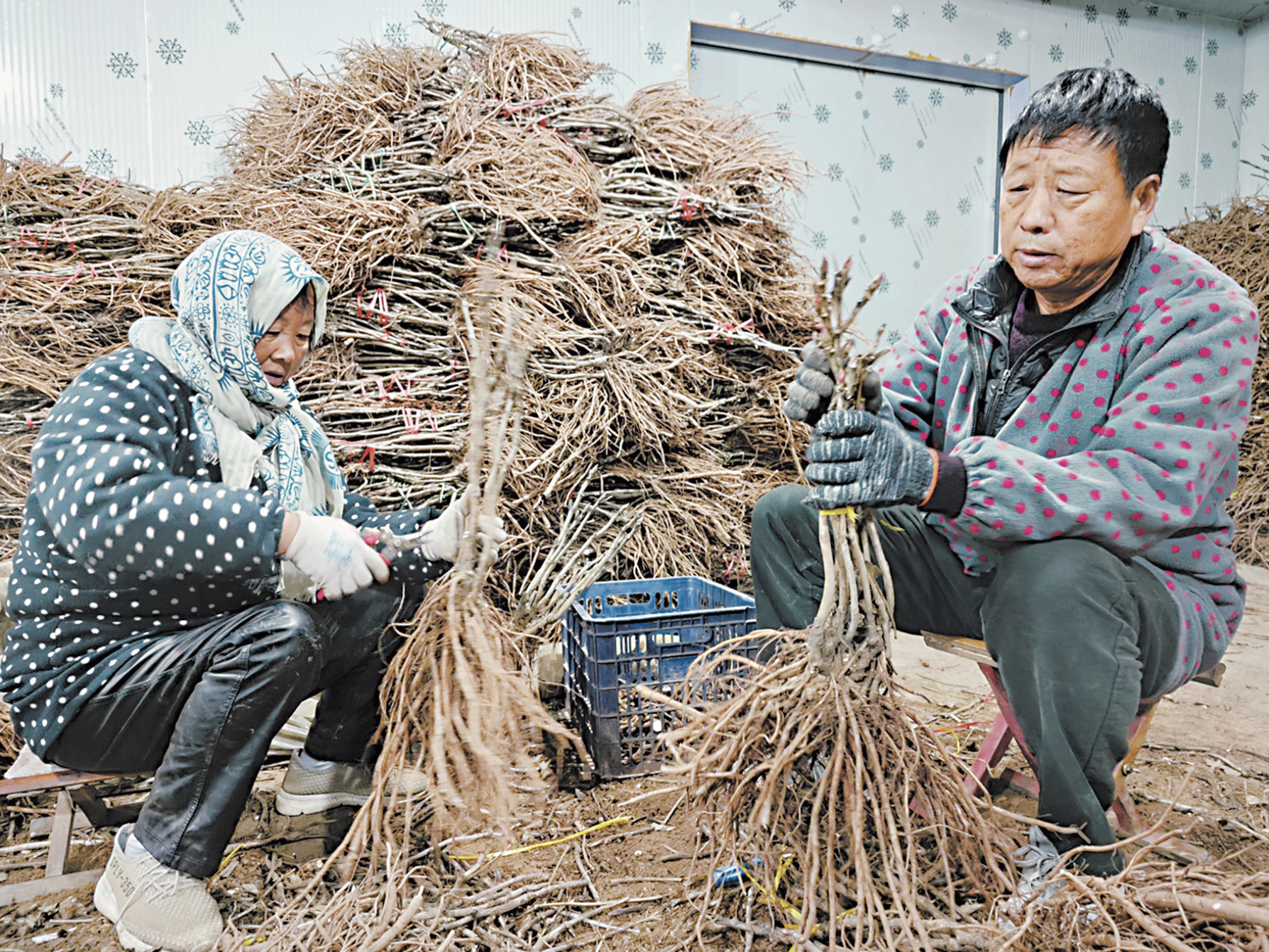 菏澤催花牡丹月底下廣“爭(zhēng)春”