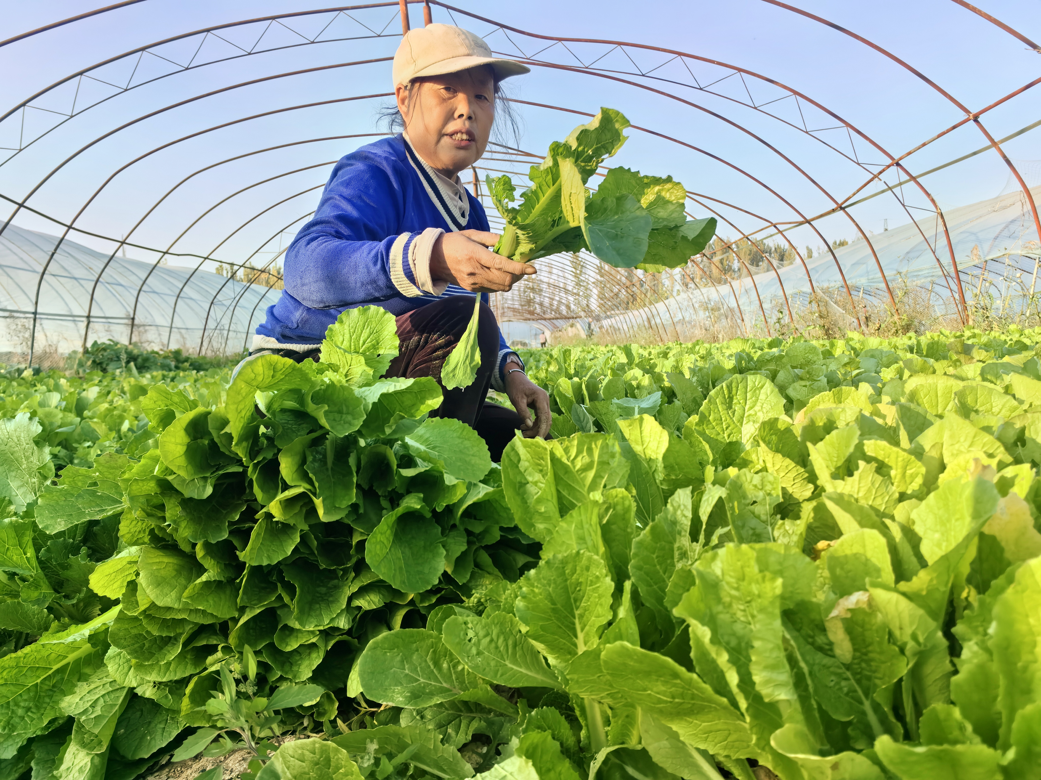 反季蔬菜助農(nóng)增收