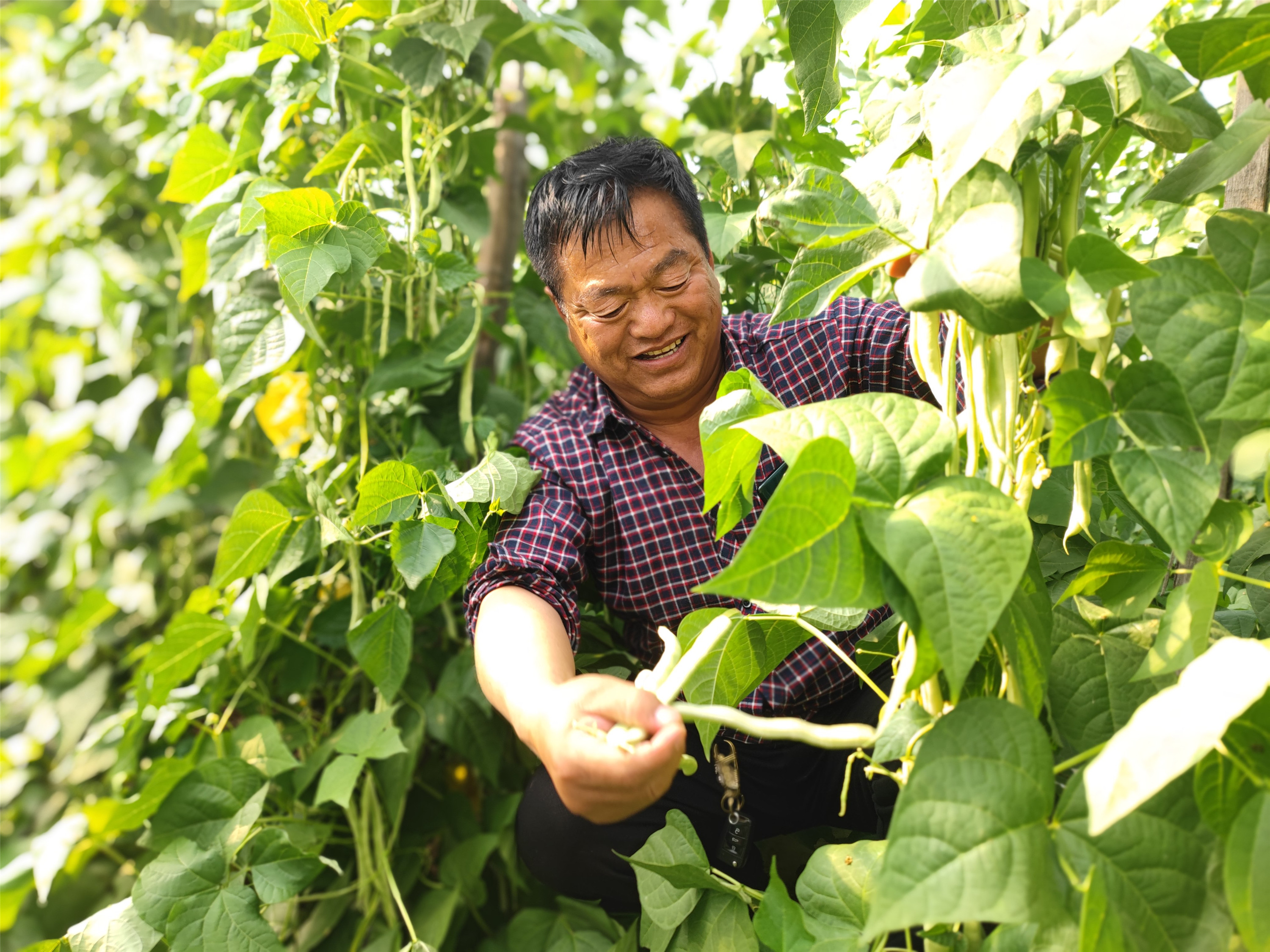 蔬菜種植助農(nóng)增收