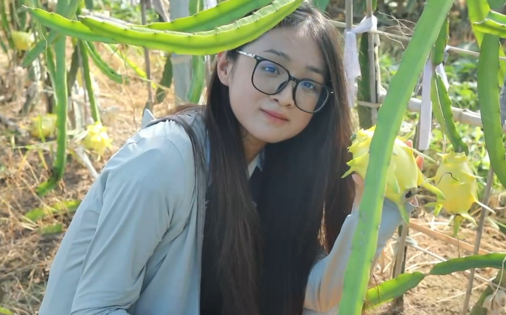火龍果喜獲豐收
