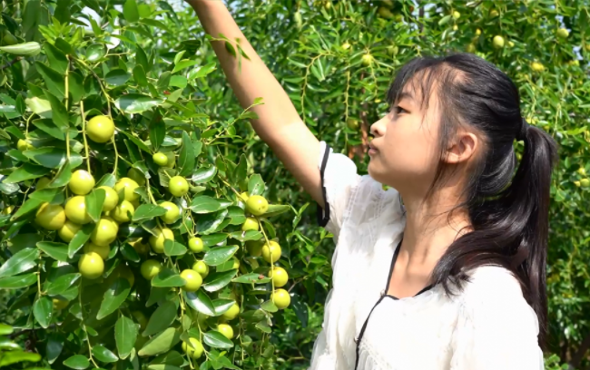 冬棗喜豐收
