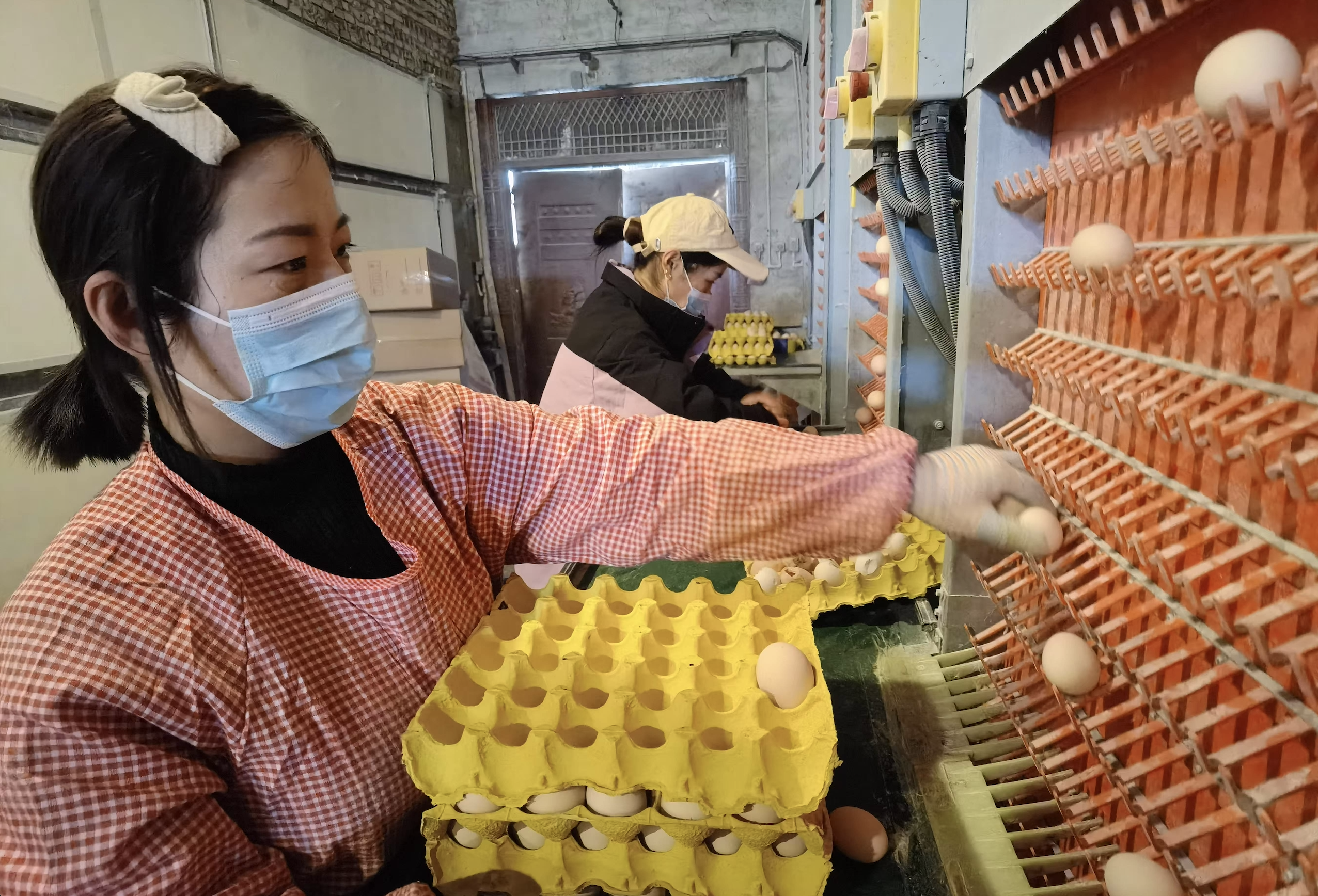 農(nóng)家土雞蛋走俏上海大市場