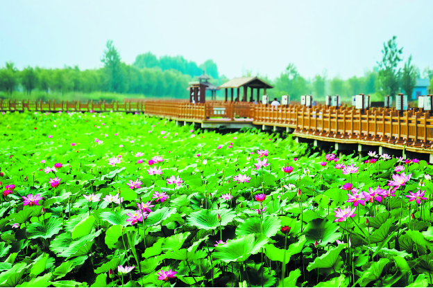 荷塘開盛景，佳節(jié)迎賓朋