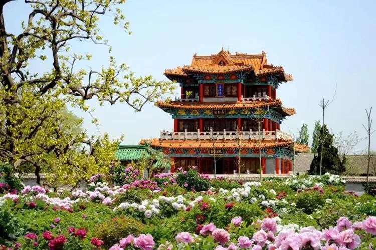 從牡丹、漢服到工筆畫，菏澤何以“出海”又“出圈”?