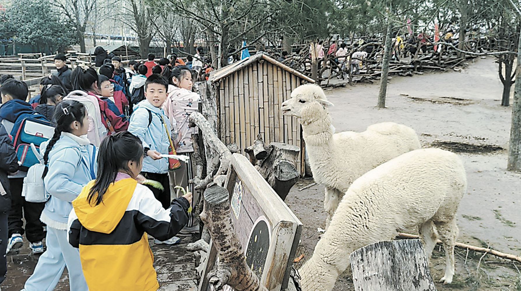 200余名菏澤報業(yè)鄆城小記者打卡曹州牡丹園動物園