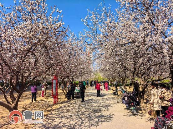 春天的第一趟旅行——花樣菏澤！