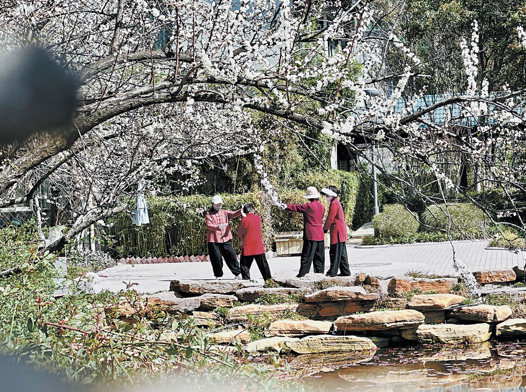 新天地公園：杏花綻放，市民樂賞