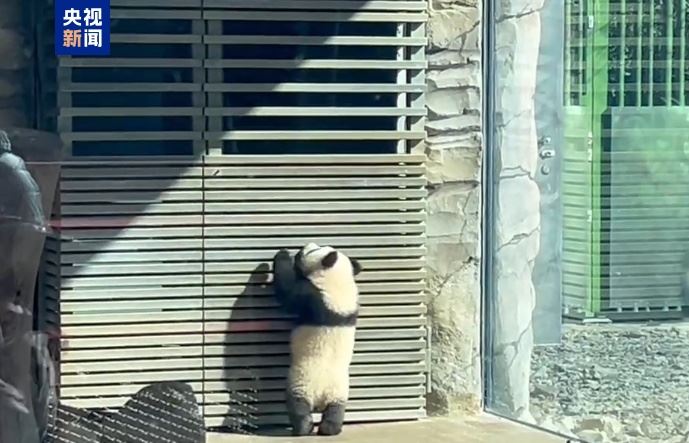 旅德大熊貓雙胞胎“夢好”“夢甜”首次戶外活動 萌態(tài)十足_新聞頻道