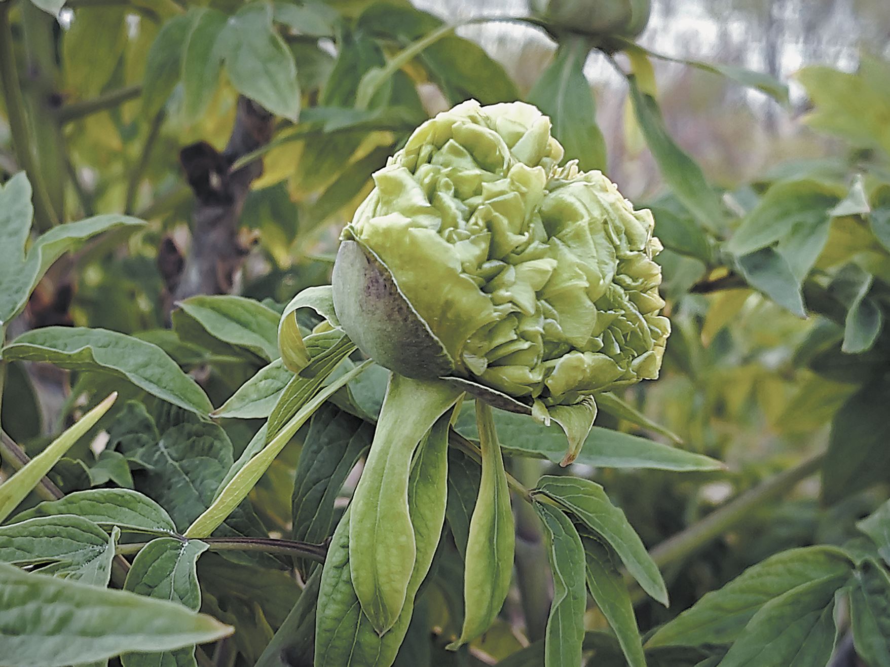 菏澤“瓊臺玉露”牡丹初綻芳華
