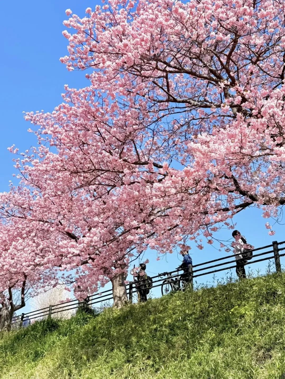 “識(shí)花秘籍”來(lái)了！桃花、杏花、梨花、李花……原來(lái)區(qū)別在這_新聞?lì)l道
