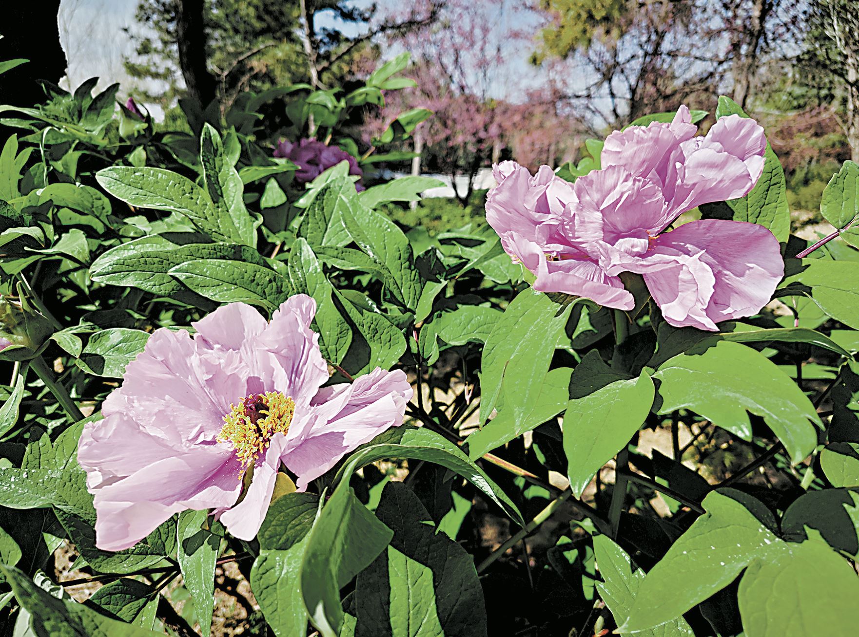 菏澤早花牡丹開始綻放迎賓