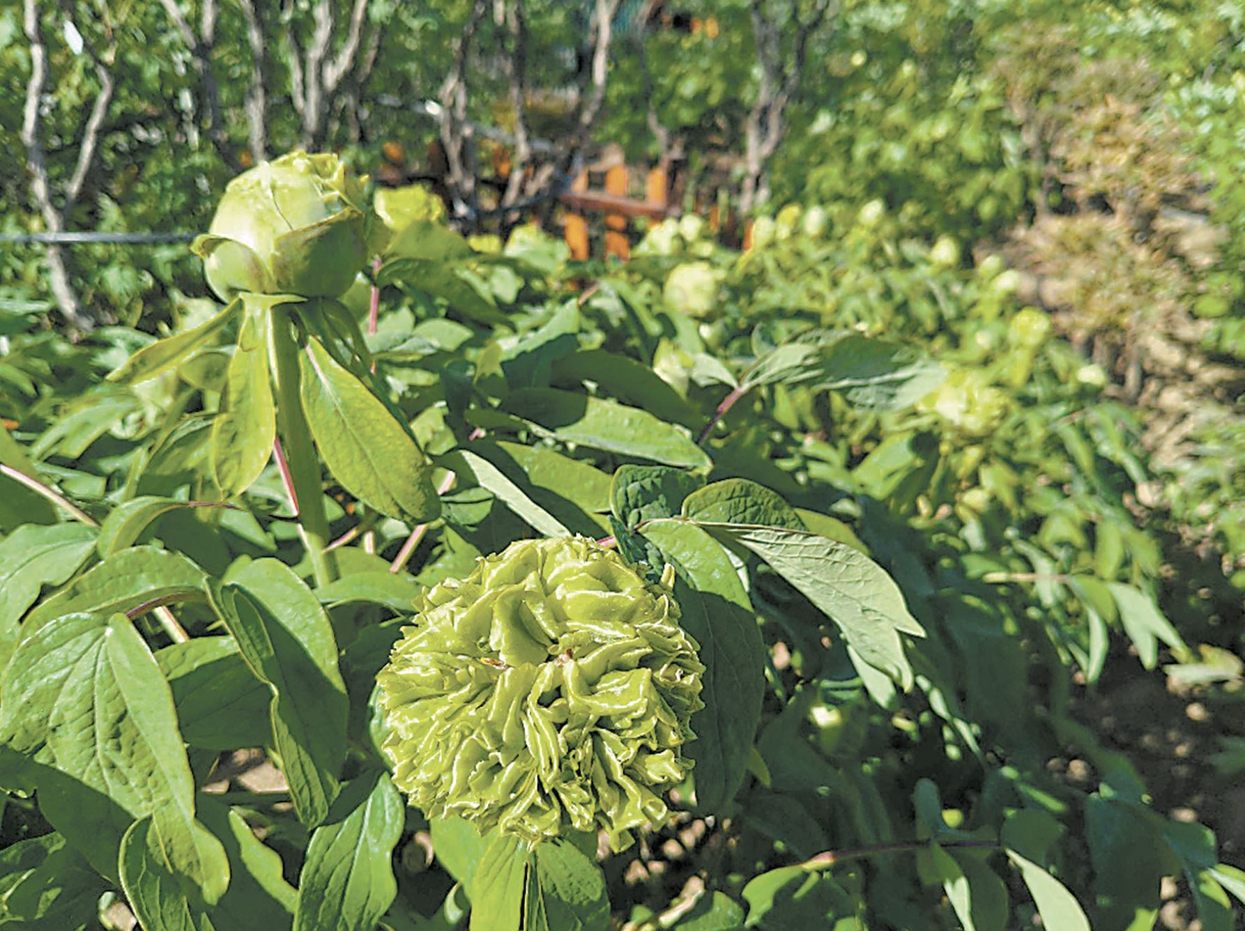 曹州百花園部分牡丹綻放