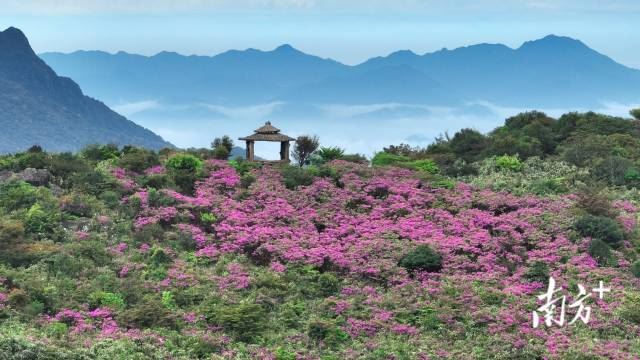 文化中國(guó)行·清明 | 人間芳菲寄相思，四野澄明萬(wàn)戶春_新聞?lì)l道