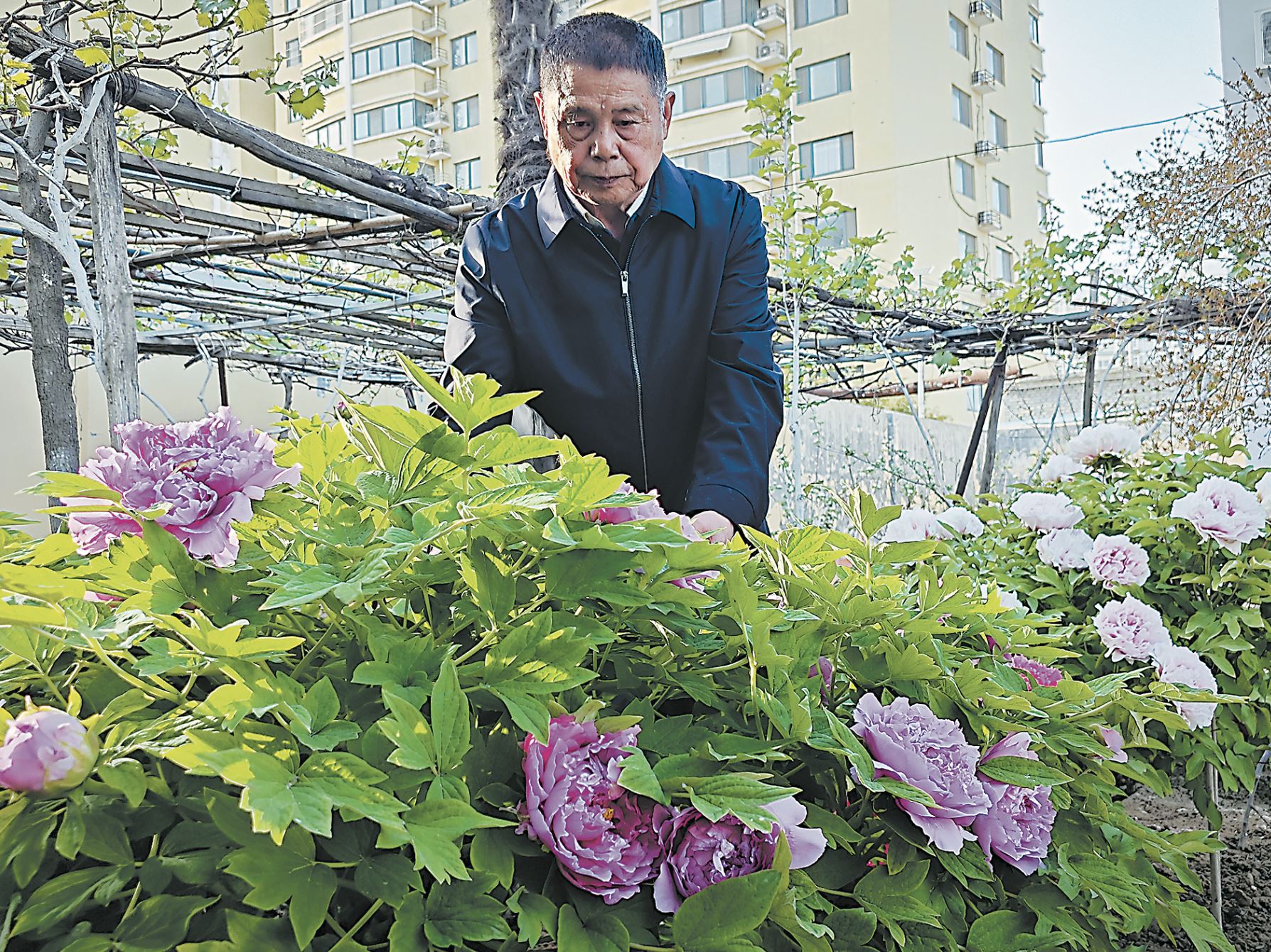 “陪嫁牡丹”嬌艷綻放