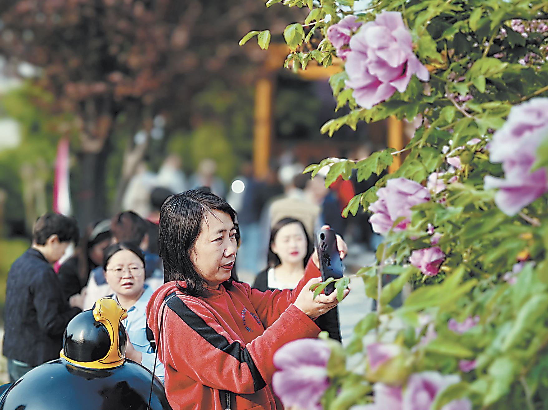 早花牡丹競(jìng)芳菲