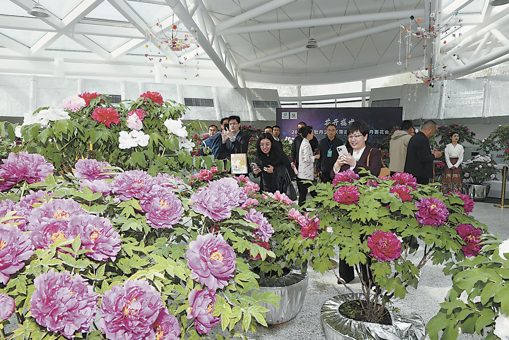 盛世花顏競(jìng)芳華