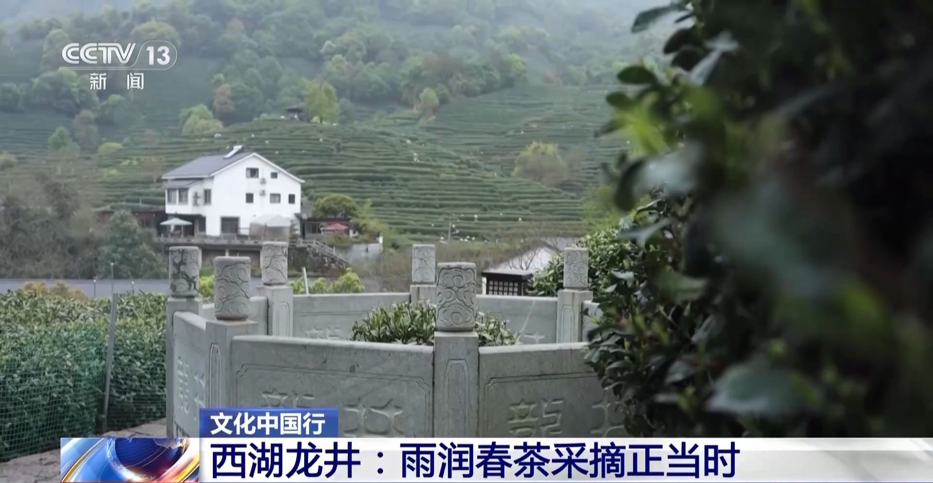 文化中國行丨西湖龍井核心產(chǎn)區(qū)迎來采摘高峰期 來品嘗春天的一口“鮮”_新聞頻道