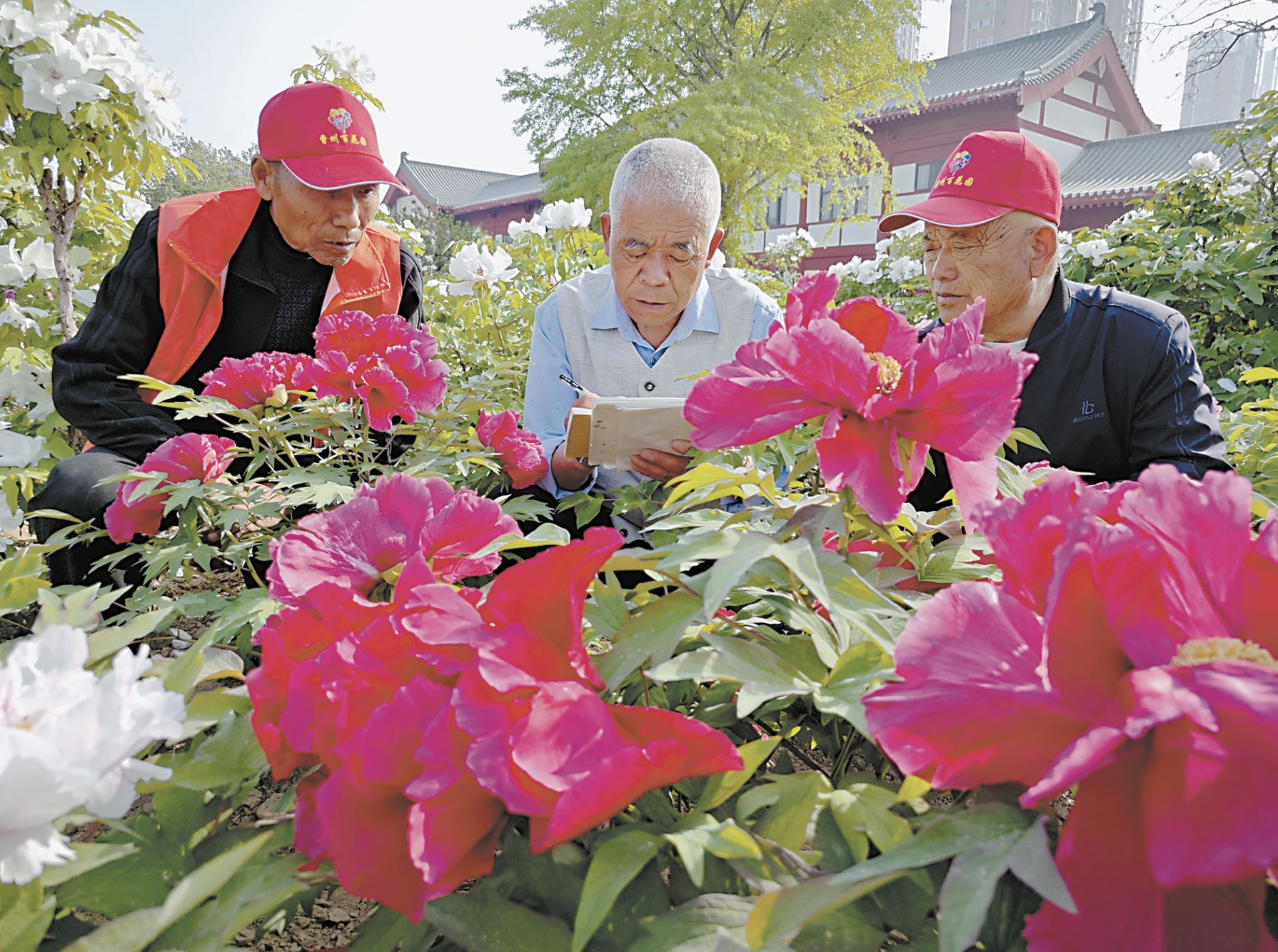 “定向雜交育種”繪就多彩牡丹夢