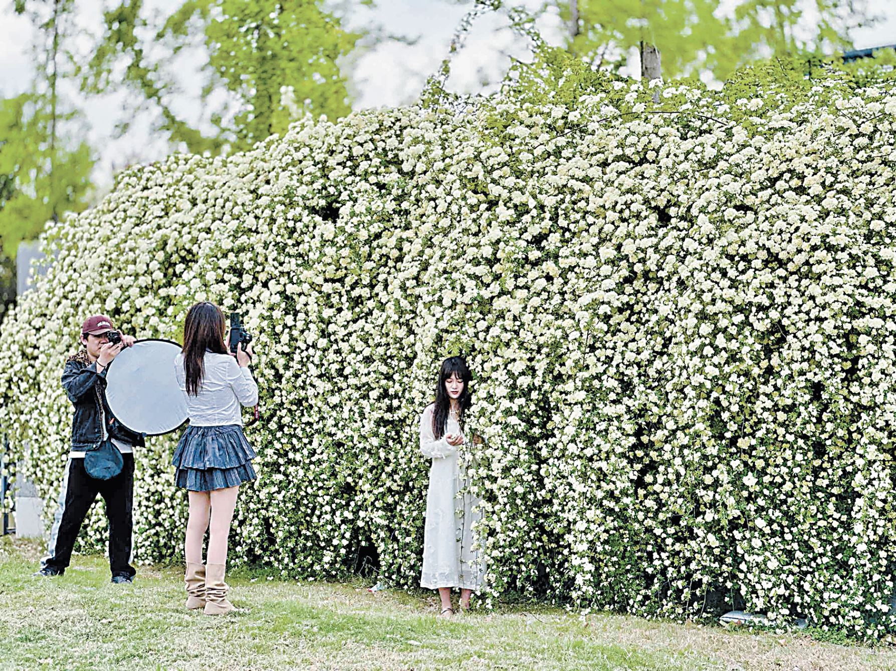 七里香“花瀑”扮靚春日
