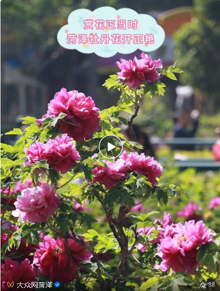 菏澤牡丹驚艷！請你快點(diǎn)奔現(xiàn)！